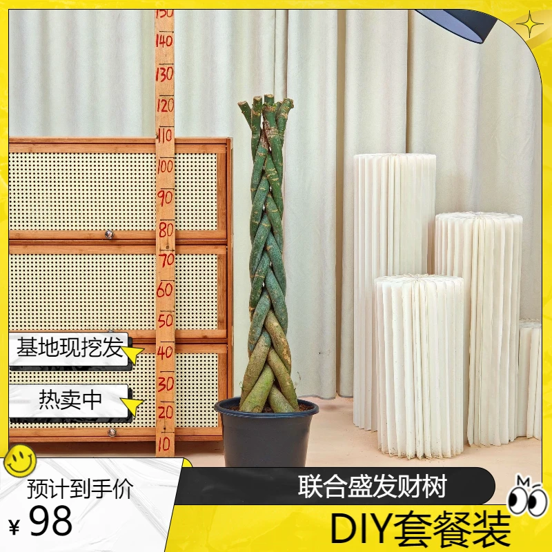 五福光辫发财树DIY手工大型绿植体验种植基地现挖源头直发