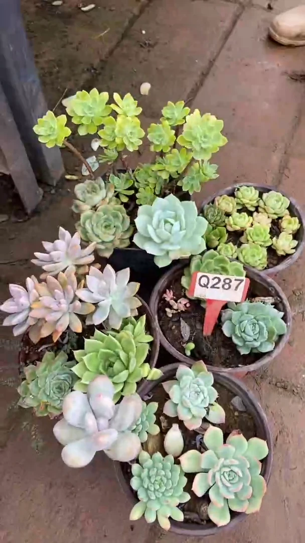Q287多肉组合默认脱土发货
