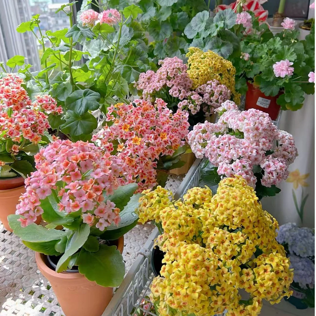 索尔丹长寿花室内盆栽