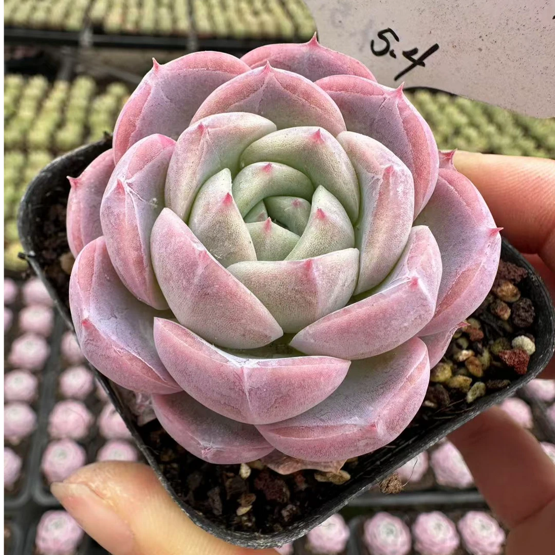 7#玄冰多肉植物  前男友精品多肉