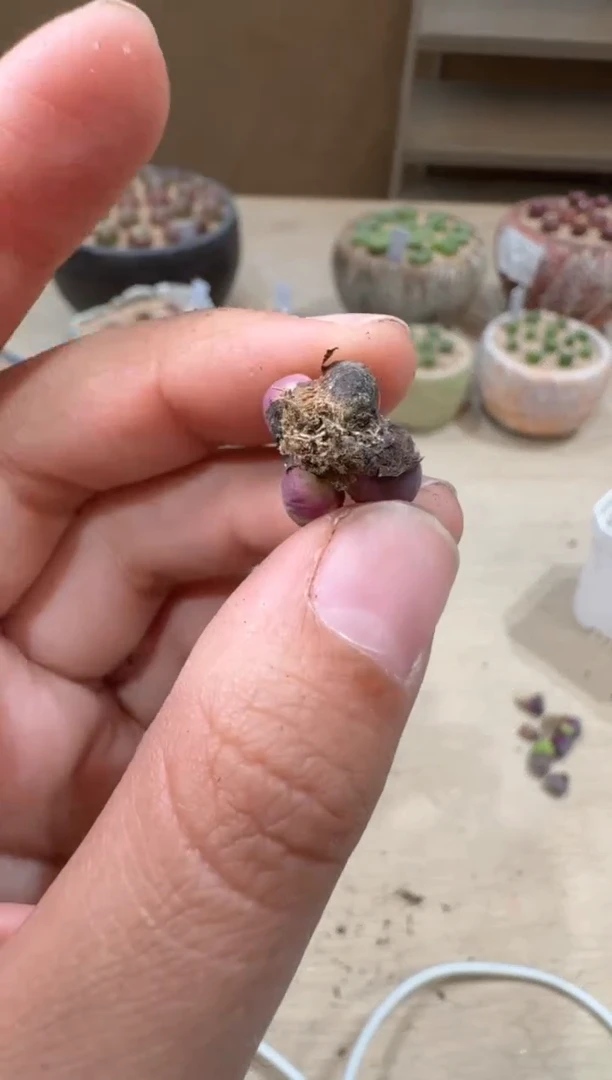 17-24多肉植物肉锥