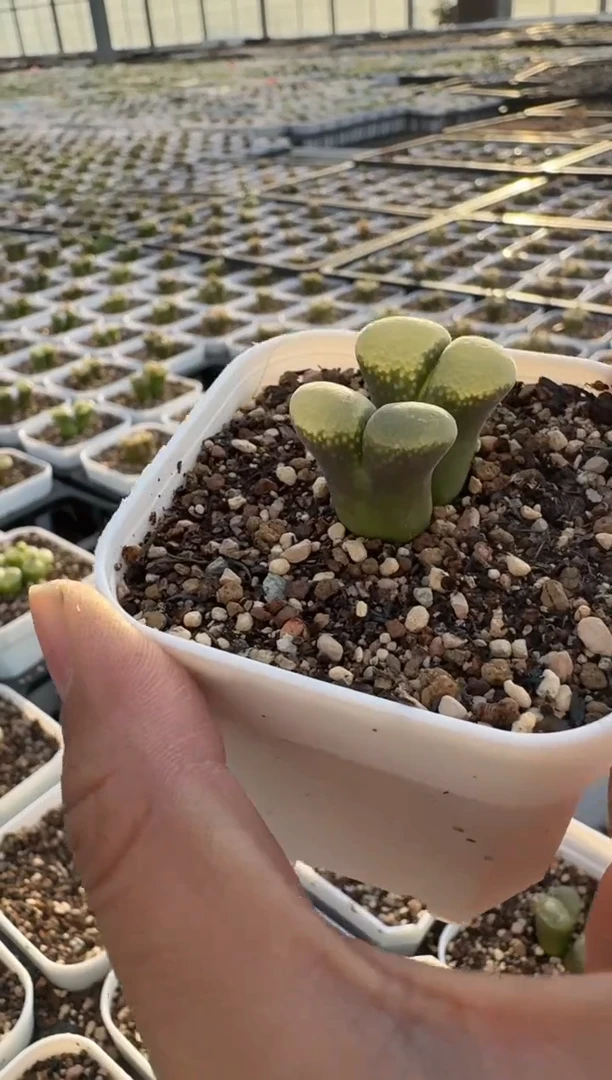 10-439多肉植物肉锥