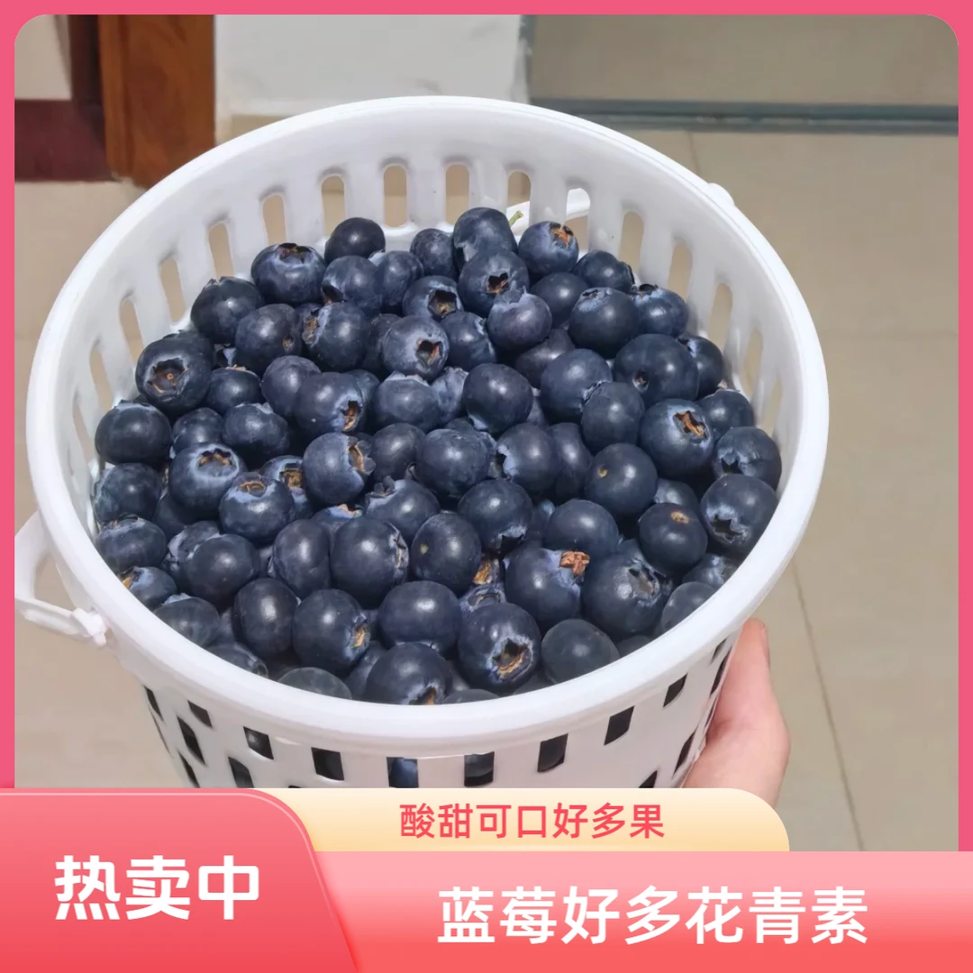 【姜婆甄选】好多花青素的蓝莓，酸甜可口花香云南省