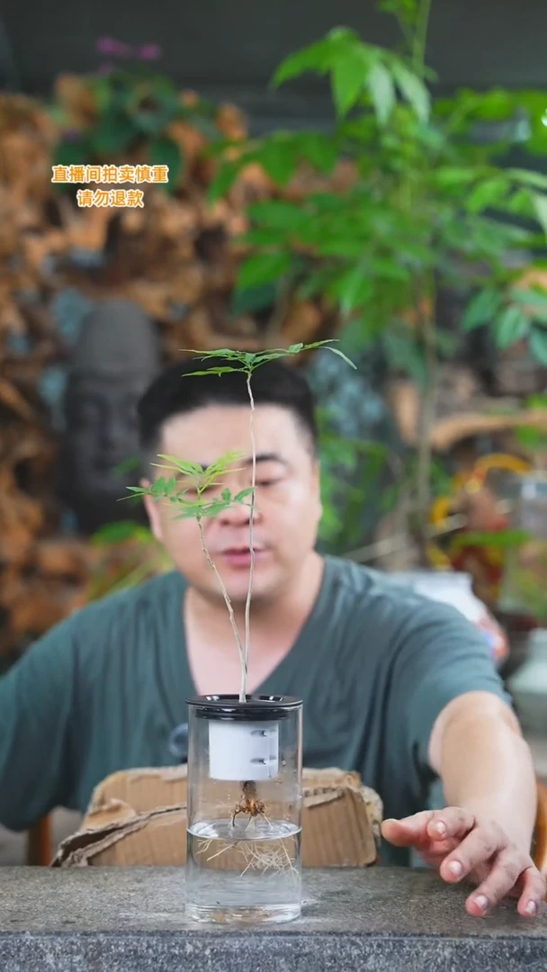 当前无花栽培后可以开花无患菩提479T