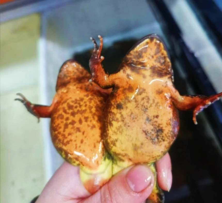 东北鲜活母豹子包邮到家还送公蛙和东北大酱