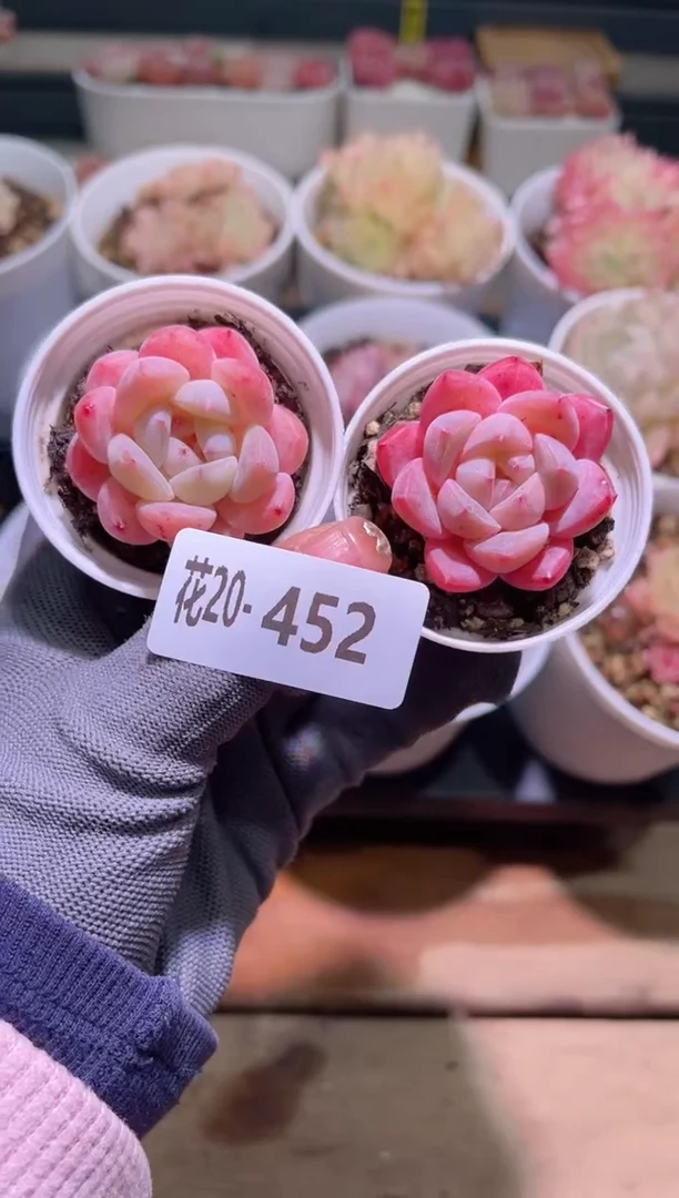 【闪购商品】20-452冰娃娃2颗