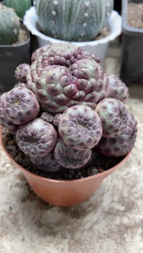 紫丽丸仙人球一物一拍