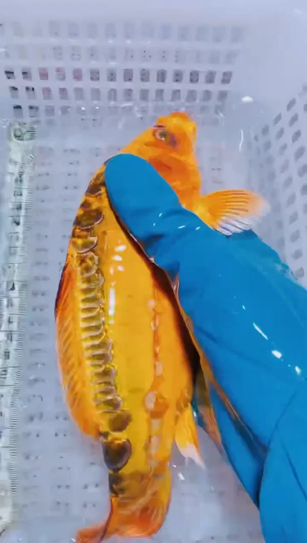 锦鲤血统锦鲤全场包邮155