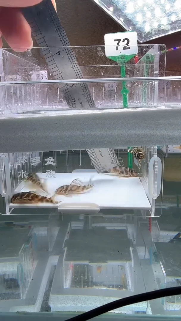 清道夫3.5+不包入缸损72