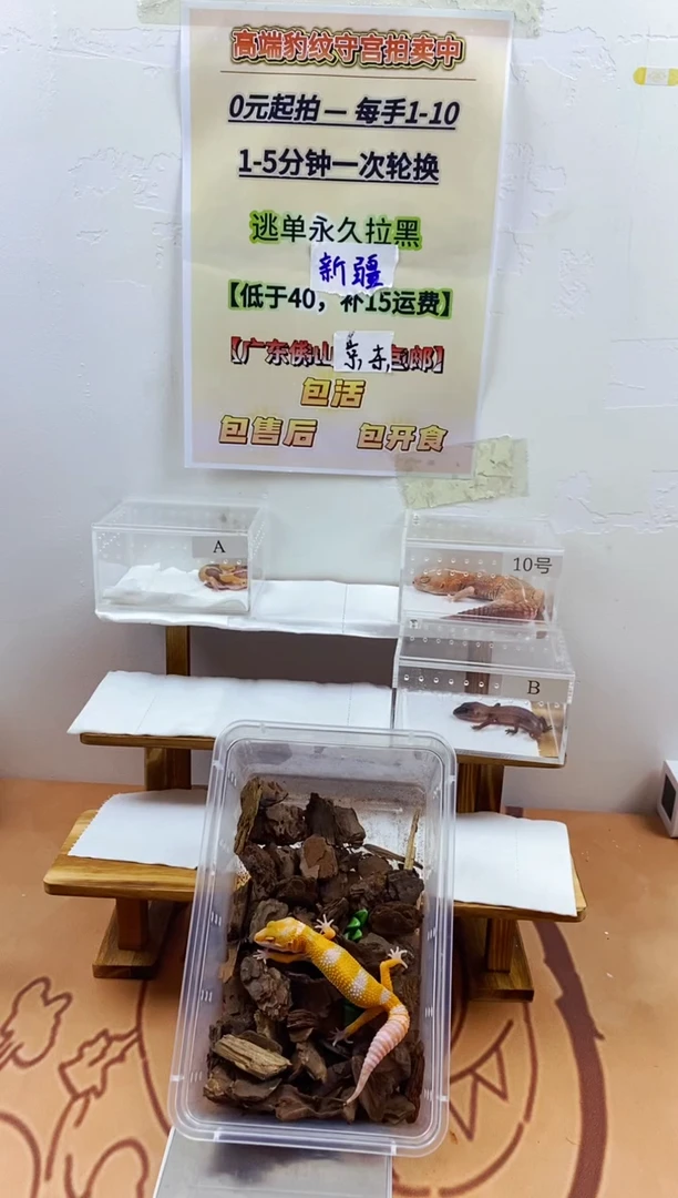 豹纹守宫豹纹守宫幼苗亚成体成体肥尾