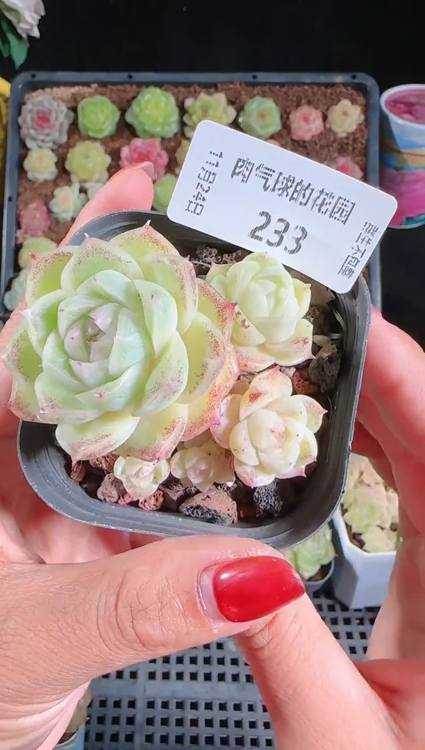 1124-233群生不包整