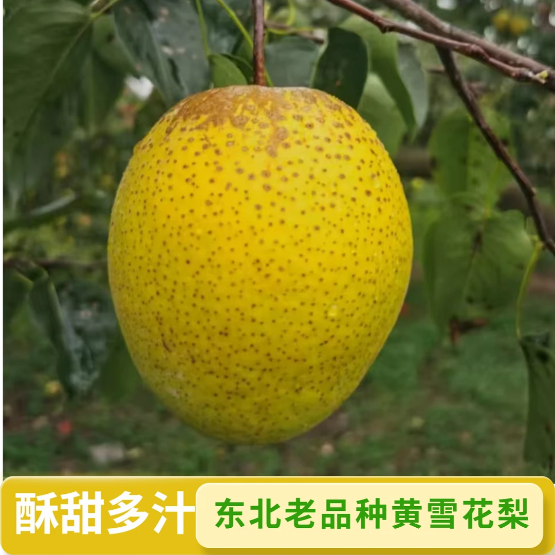 [顺丰]正宗东北老品种黄雪花梨酥甜多汁皮薄可口煮水熬汤应季水果