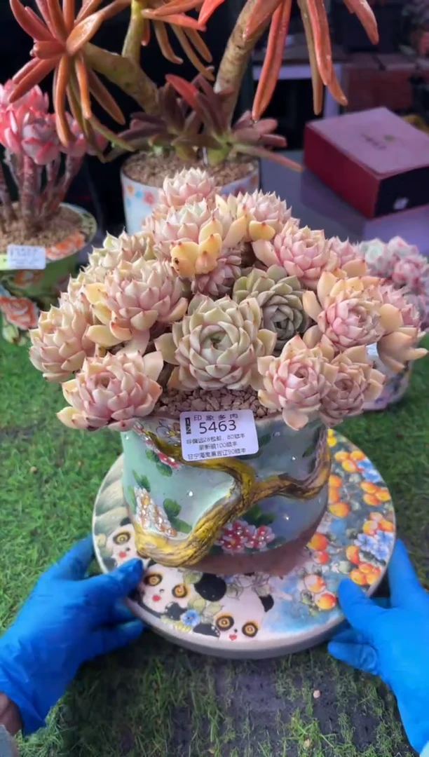 昆明印象多肉5463