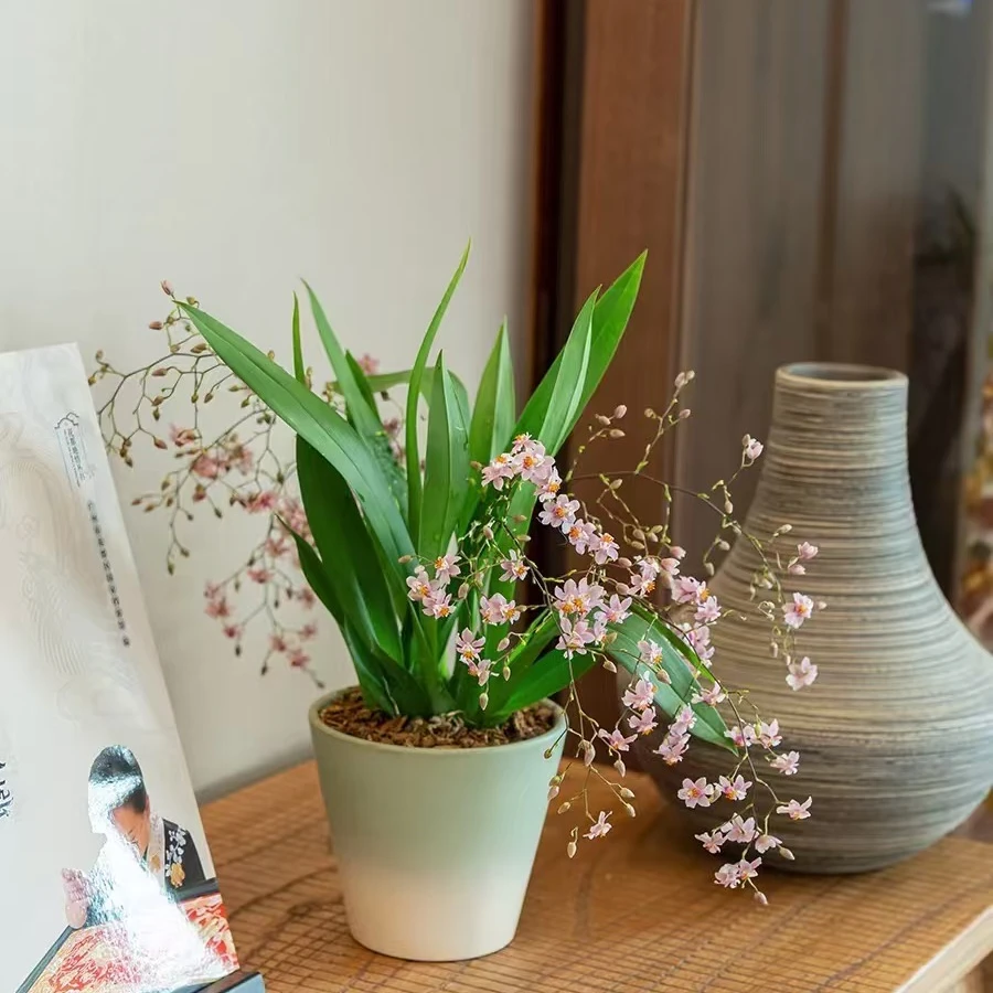 名贵兰花-梦香兰