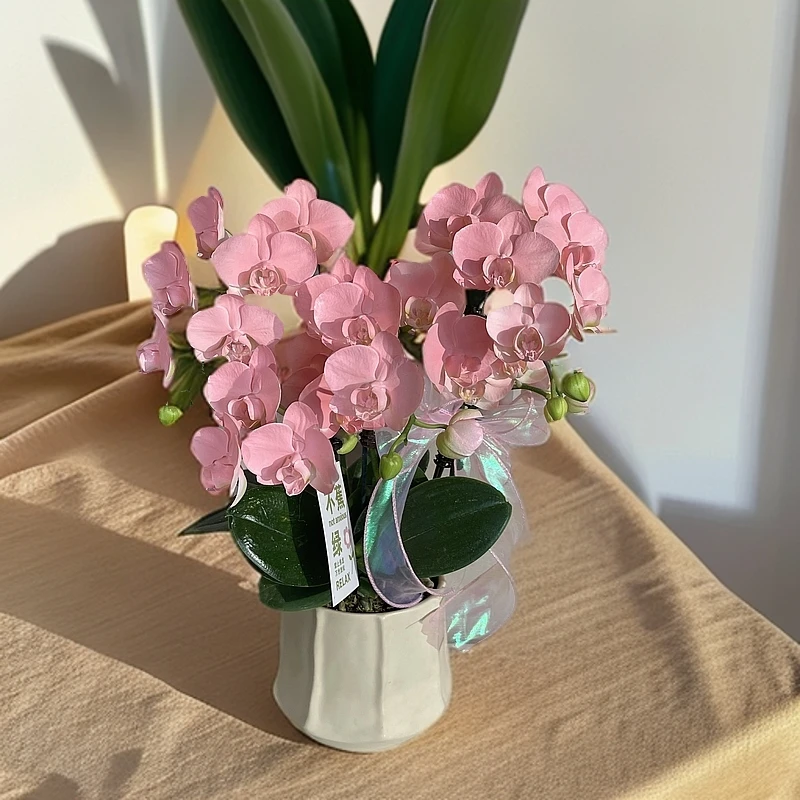 蝴蝶兰《火烈鸟》稀缺艺术喷色工艺 好养耐养带花带花苞 产地直发