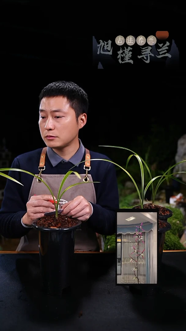 当前无花栽培后可以开花节****?三世冠（龙头苗）内部价