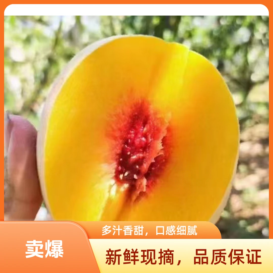 怀化高山锦绣10斤黄桃自然成熟桃子黄桃维生素c水果应季