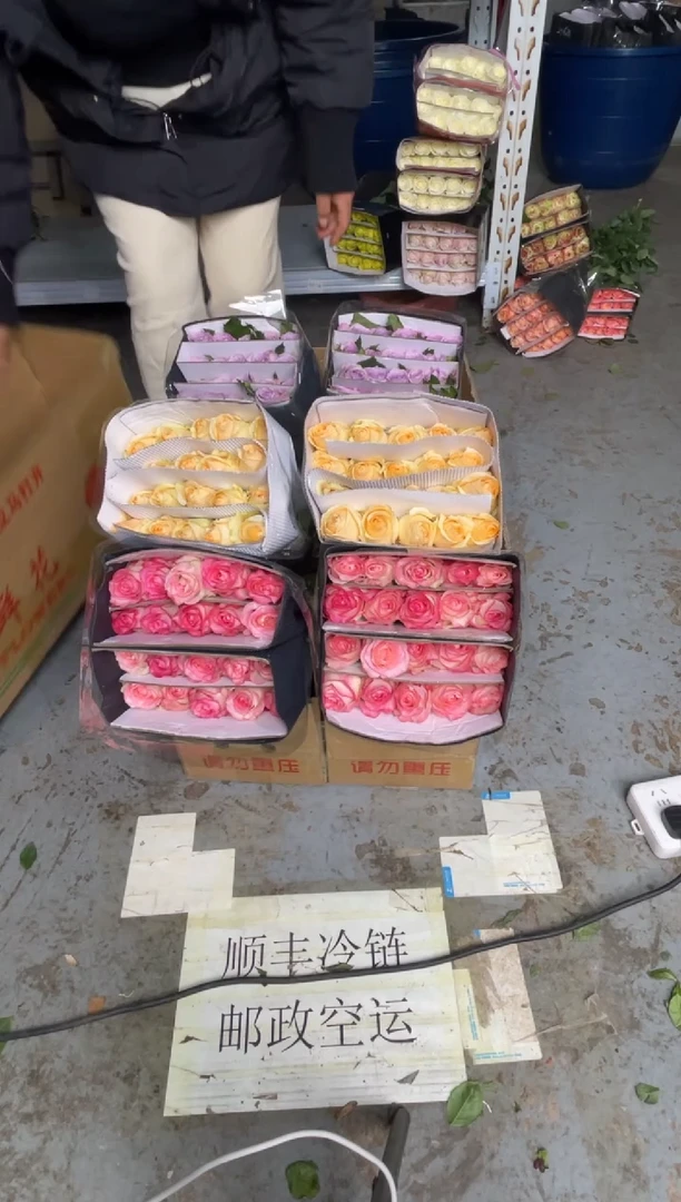 艾沙20枝+香槟20枝+海洋之歌20枝