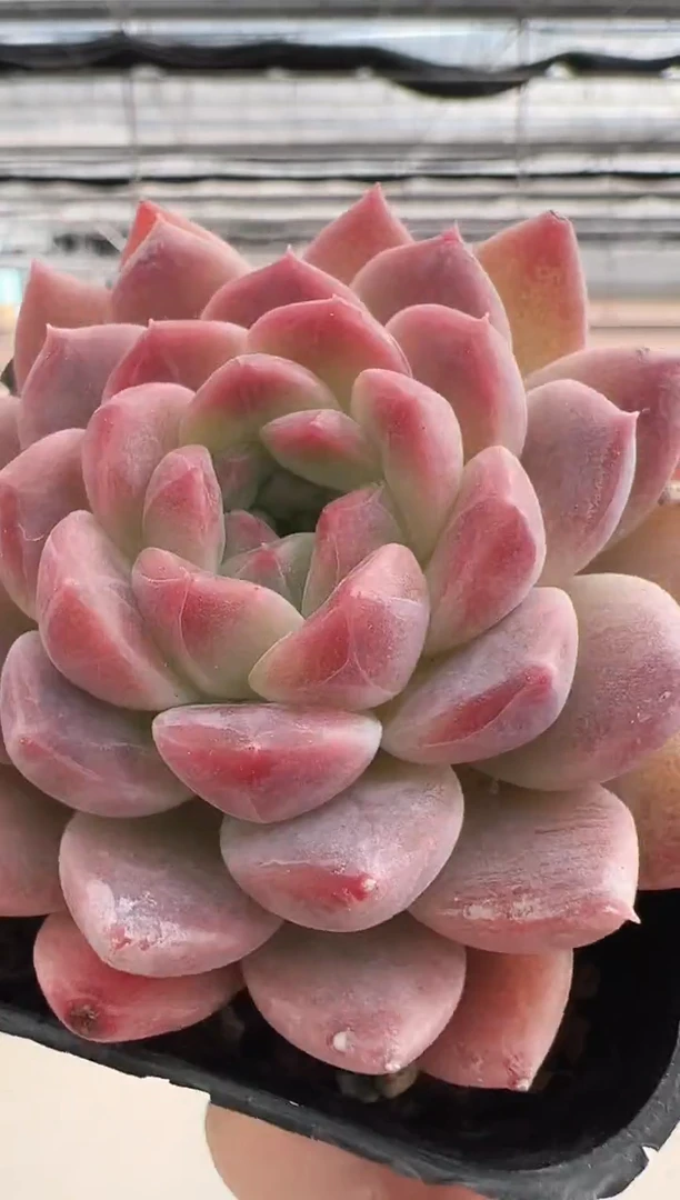 【闪购商品】福利多肉-512