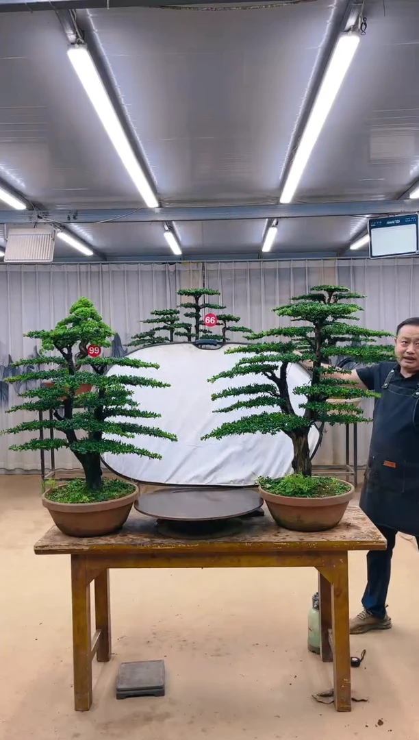 无花朵麦*肯精品盆景 一物一拍