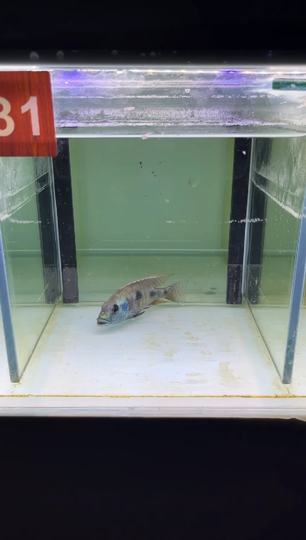 海水三湖慈鲷人工