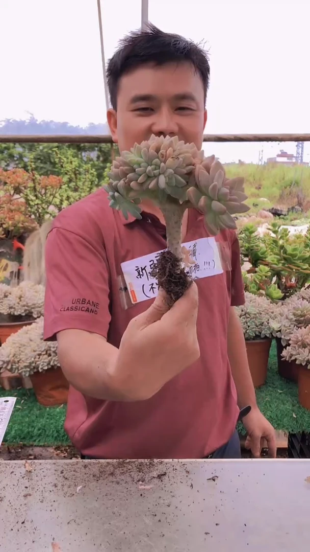 178淡雪缀化一物一拍