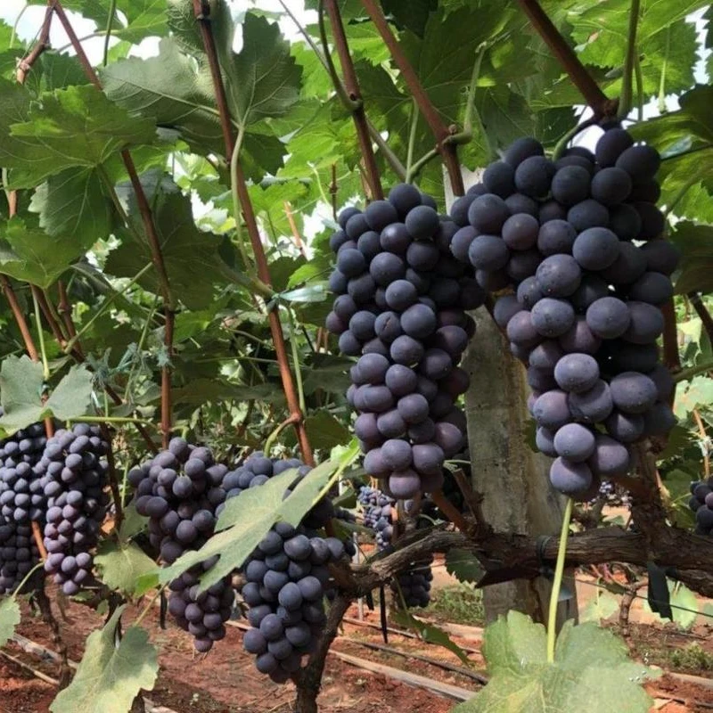 德顺乡水乡蓝田夏黑葡萄