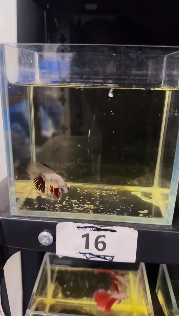 斗鱼直播竞拍链接16