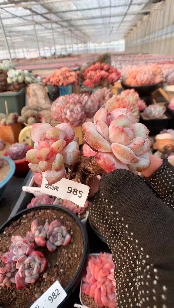 【闪购商品】985星影石化一物一拍