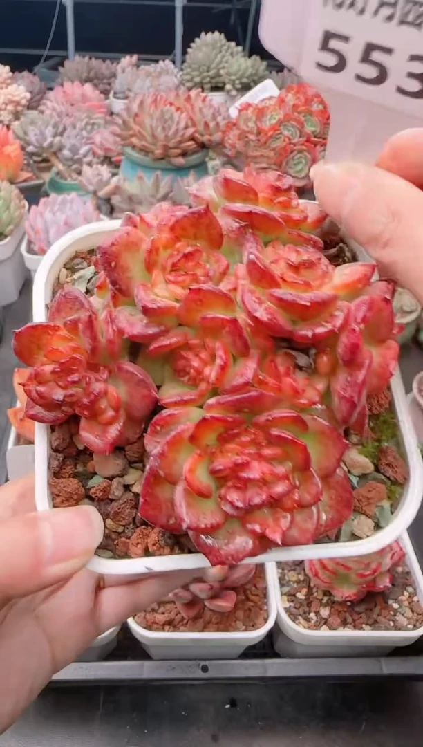 【闪购商品】5539.