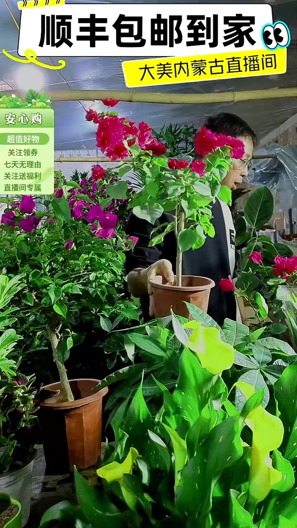 完全开放重瓣同安红三角梅1