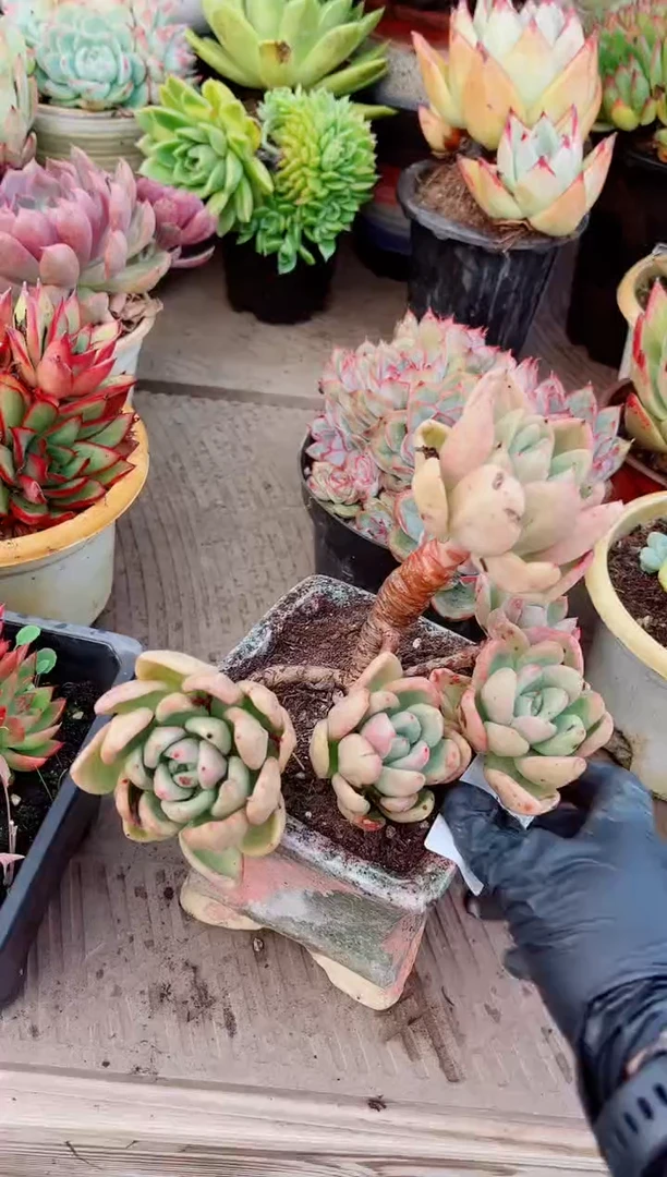 ?****?13099多肉植物一物一拍