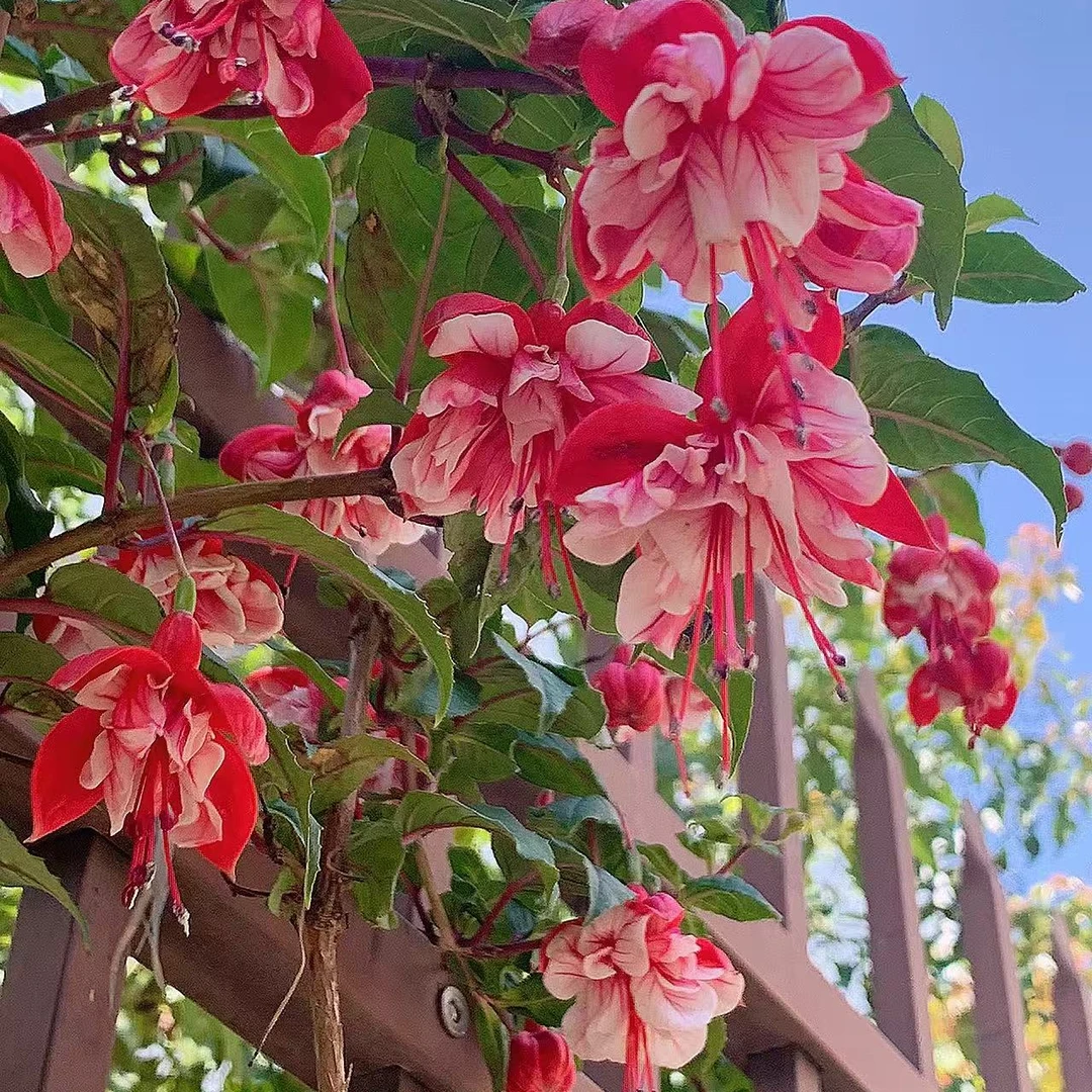 倒挂金钟【红灯笼】灯笼花丛生开花机器耐热庭院阳台盆栽