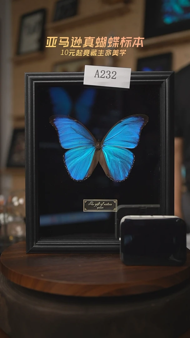 有机玻璃大蓝闪蝶A232