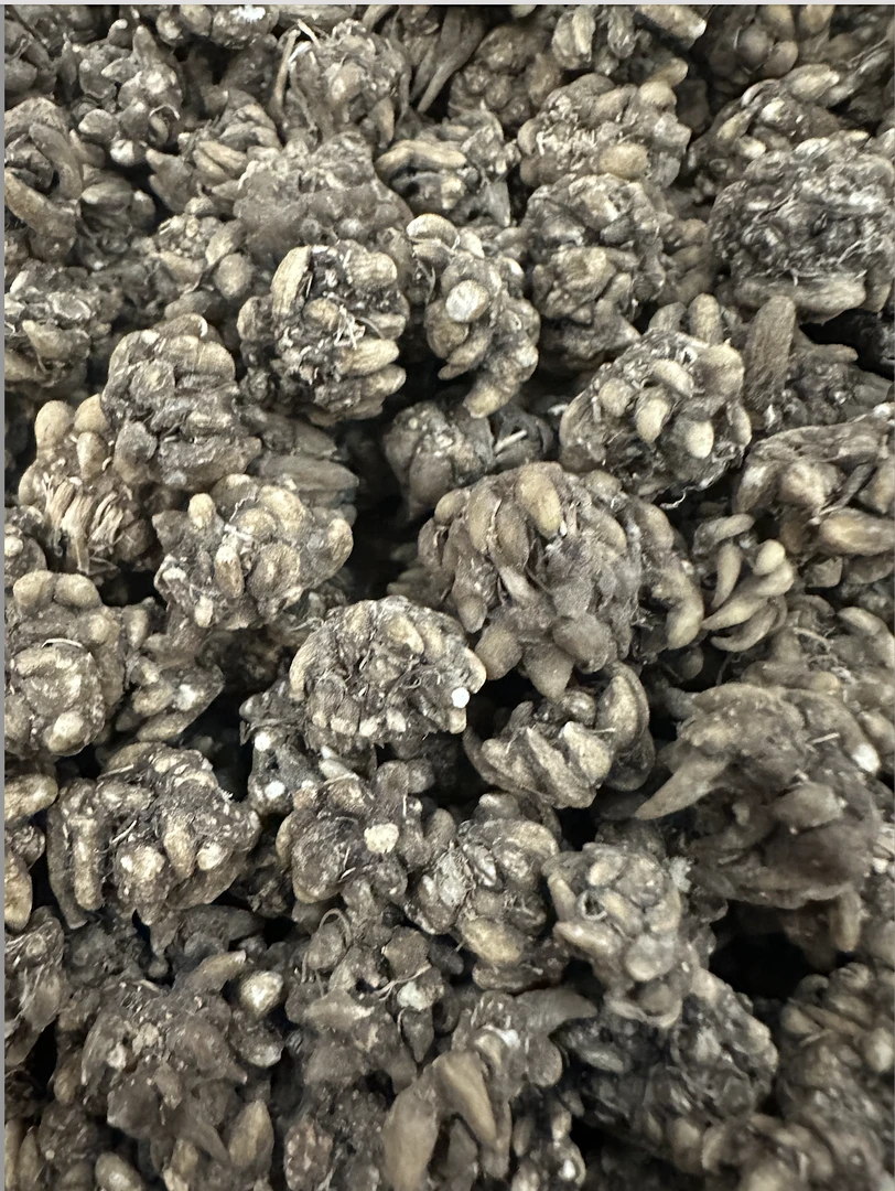 【猫爪草】粒粒爪爪分明  正宗山货土货 无硫无添加