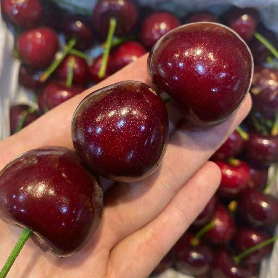 大连美早大樱桃5J/250g-500g美早辽宁省