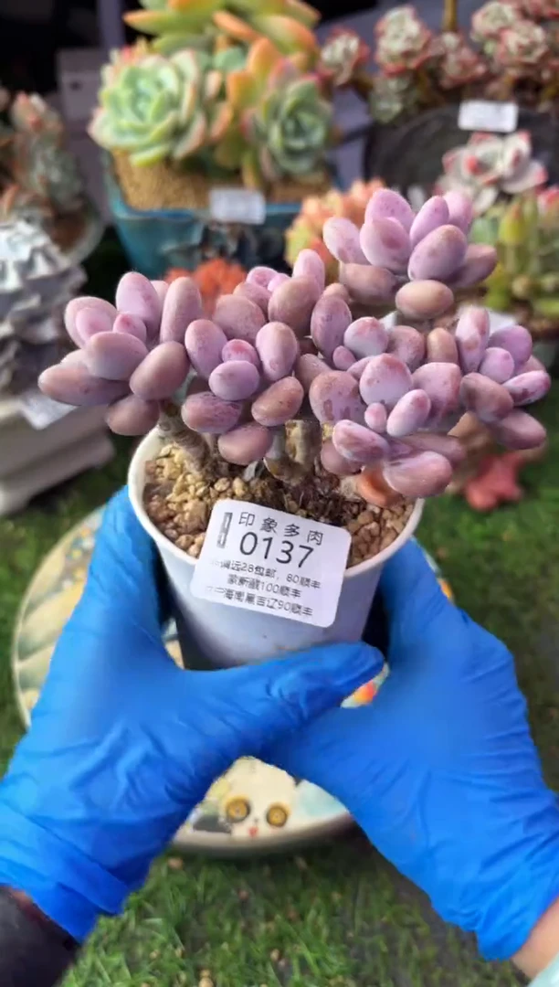 昆明印象多肉0137