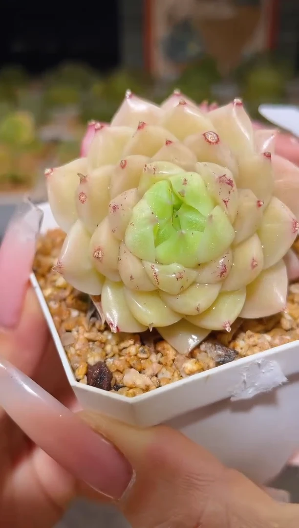 906小纯一物一拍
