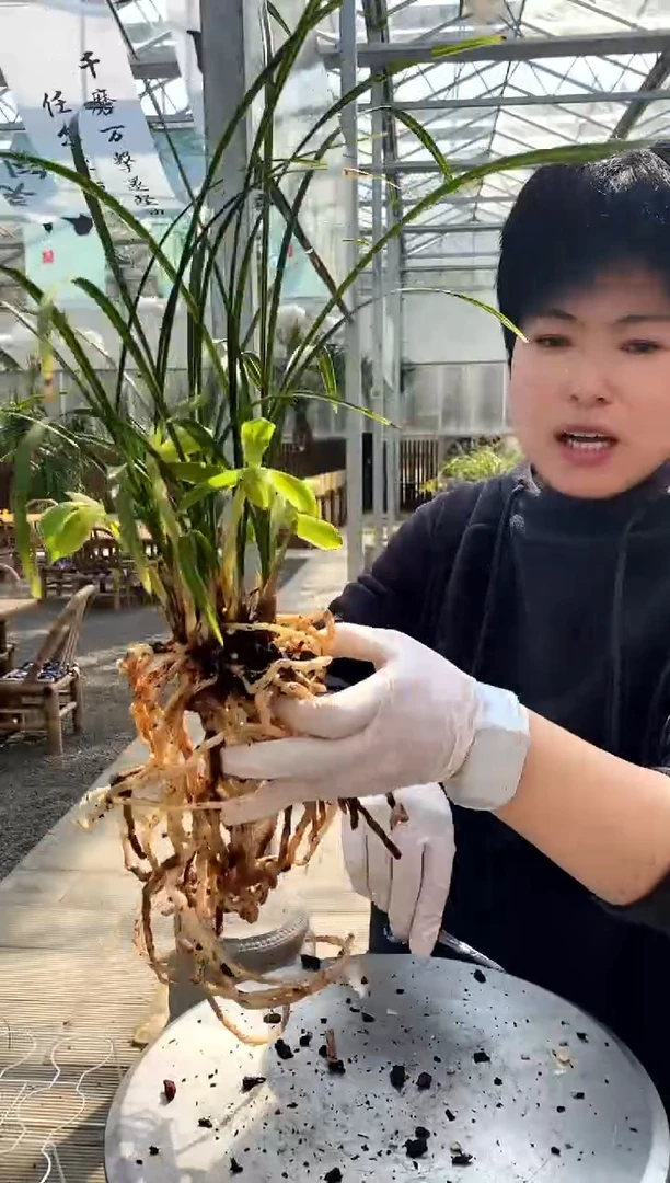 【闪购商品】老月佩往春天