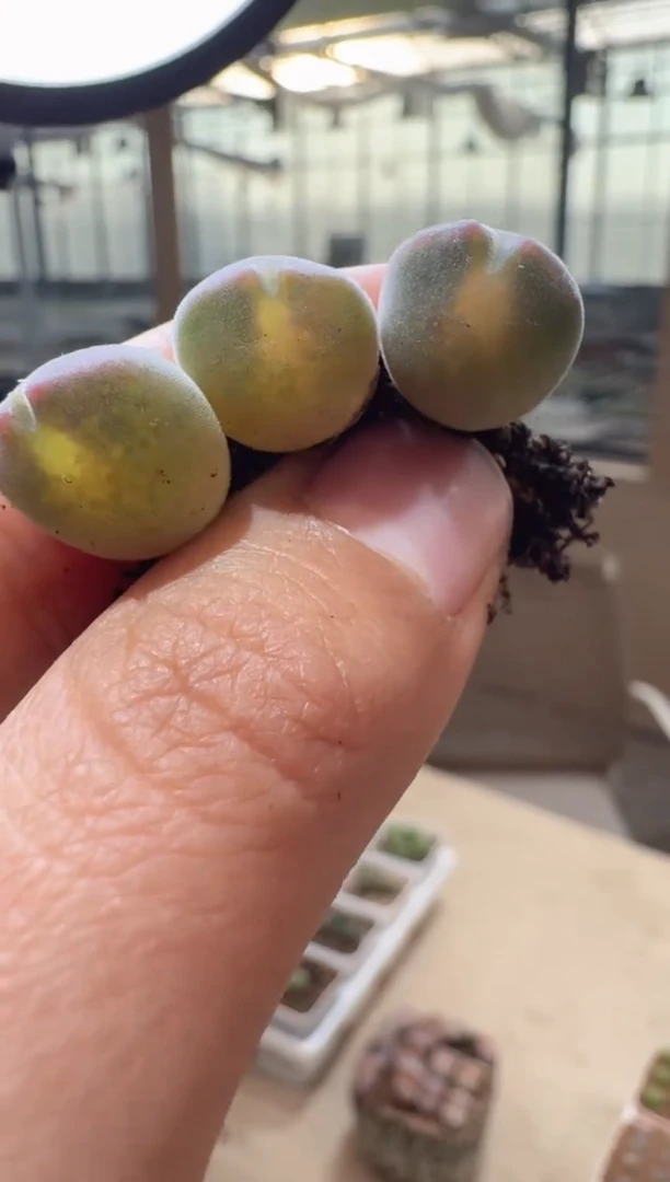 34多肉植物肉锥TS大眼睛空蝉一颗