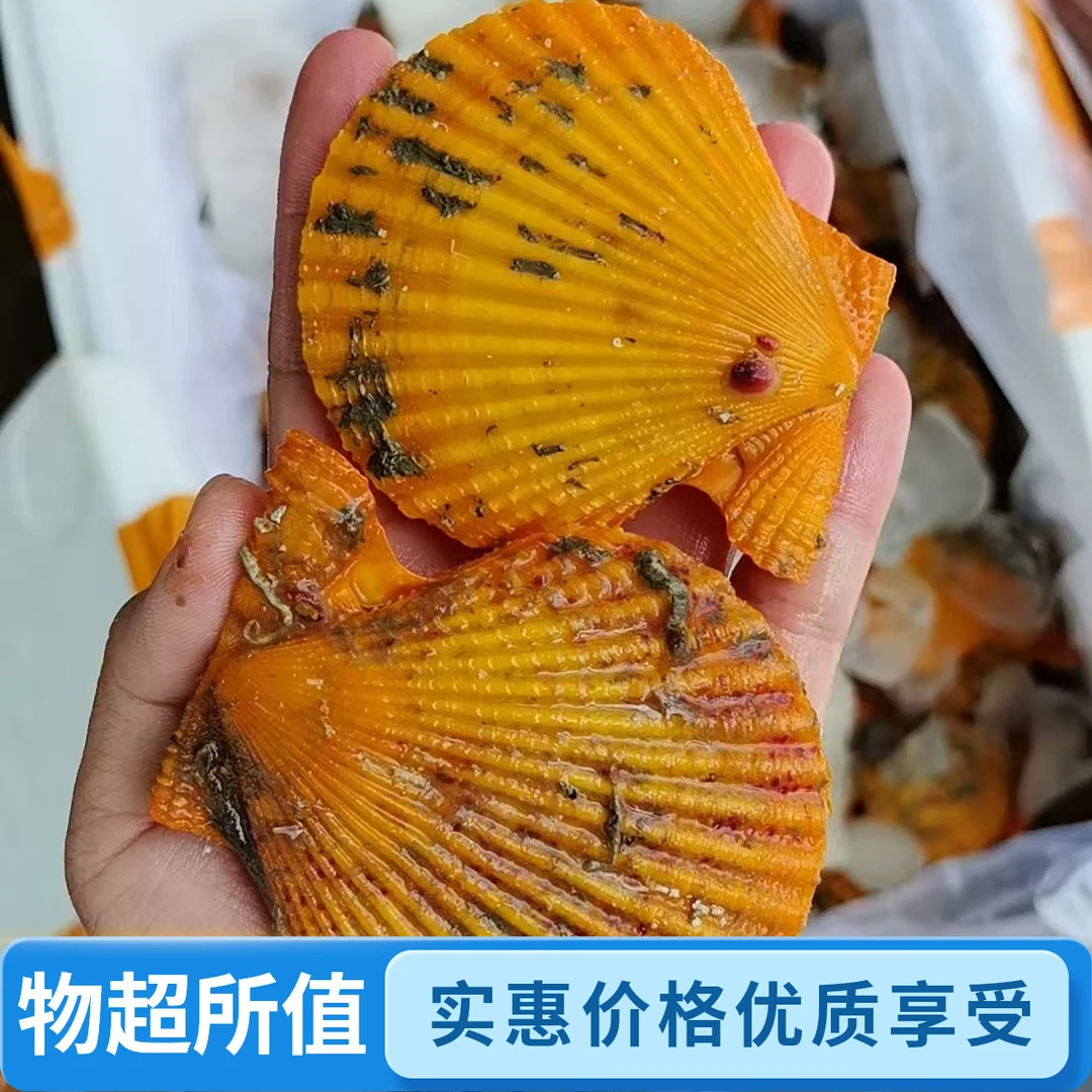 扇贝  一斤装