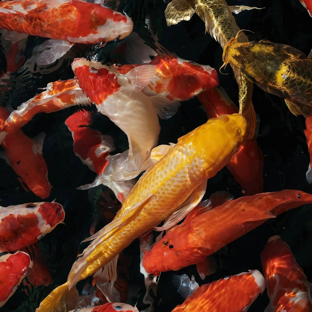 （绿牌）201-300号锦鲤观赏鱼非草金活体冷水大型黑金黄金白金红白