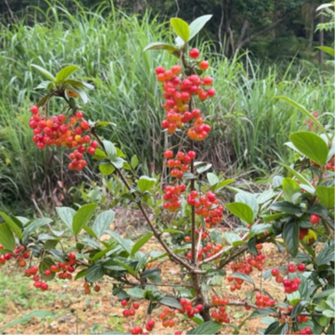 拐子树，鲜品，山木香，绿植。