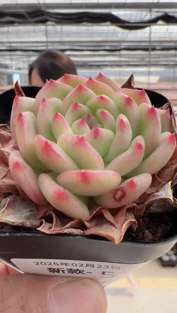 【闪购商品】新款多肉-51