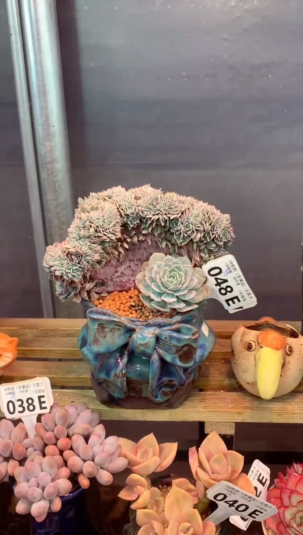 048E（一物一拍，精品多肉，w所见即所得