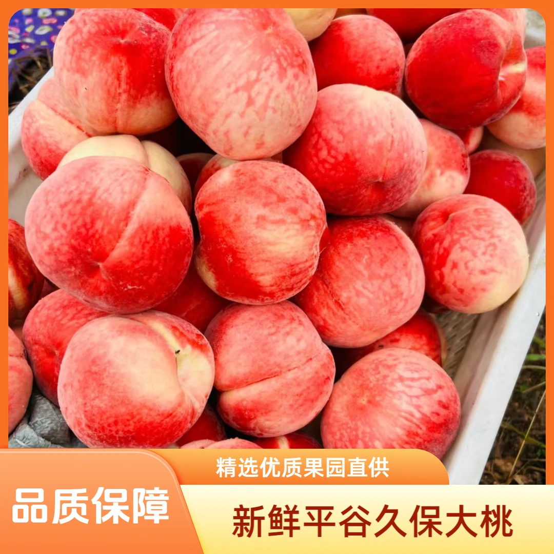 平谷久保大桃 当天现摘新鲜到家 九宝久保脆甜可口果味浓郁京东顺丰送货  中奖送大桃北京市