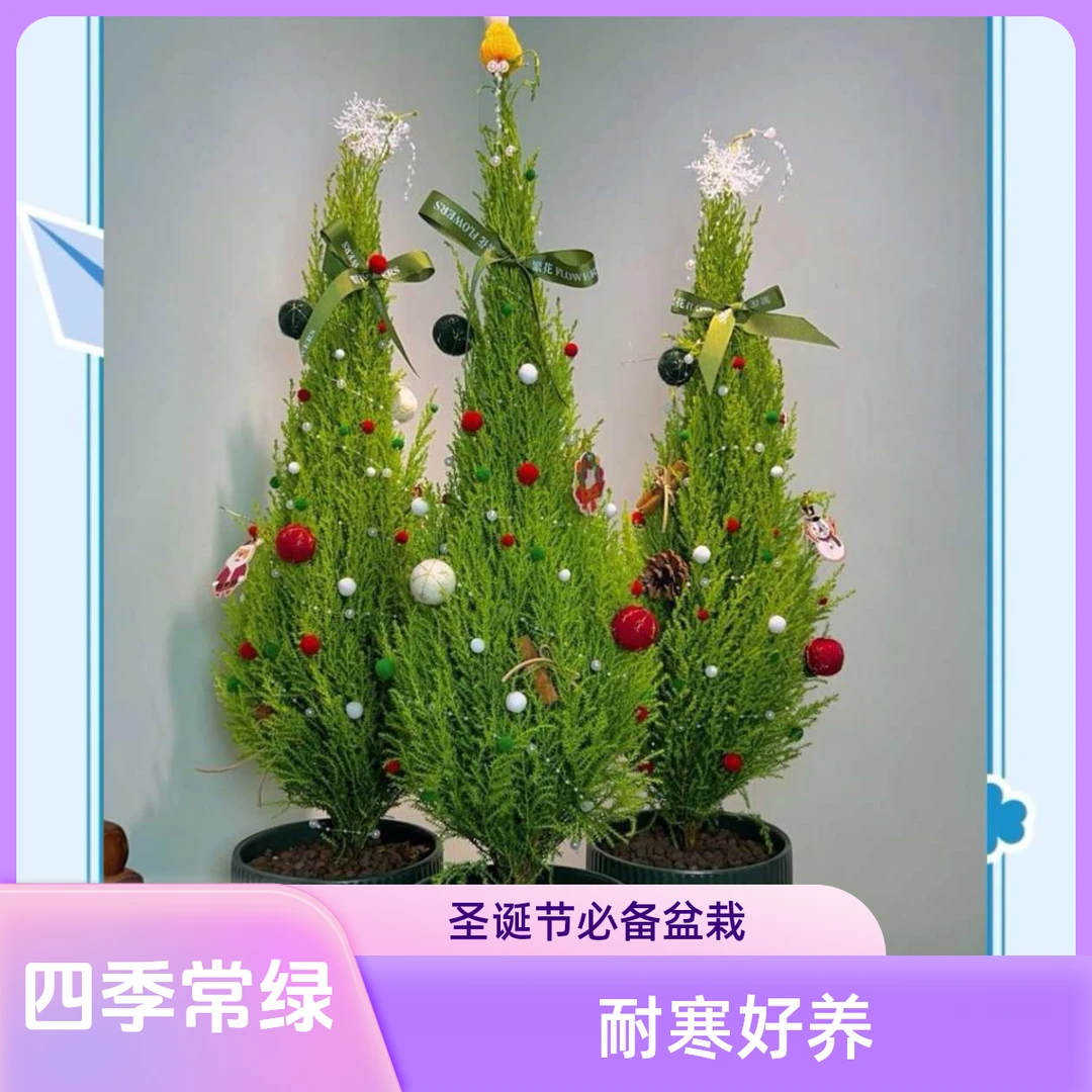 小香松绿植客厅盆栽圣诞树四季常绿耐寒好养适合室内外阳台
