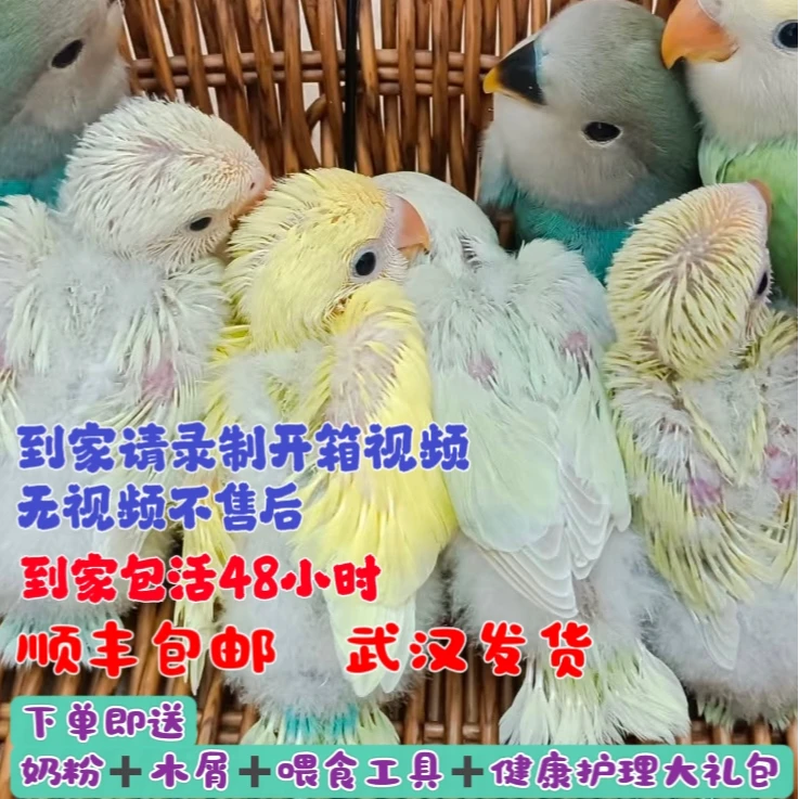 牡丹鹦鹉活体幼鸟宠物手养亲人紫罗兰金顶澳桂闪派莫奈花桃紫伊莎