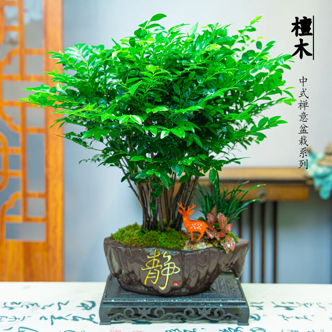 【丛林桩檀木】盆栽丛林风格新中式植物适合室内桌面四季好养花卉