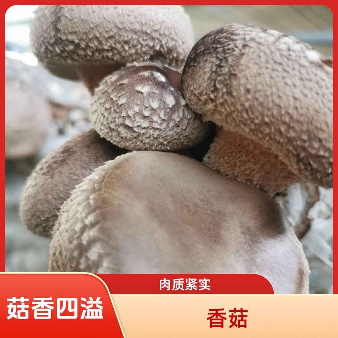 满30包邮|灰平菇/香菇450g装